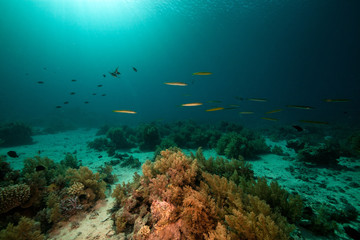 Cigar wrasses and tropical underwater life in the Red Sea.