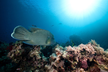 Fototapeta na wymiar Napoleon wrasse and tropical underwater life in the Red Sea.