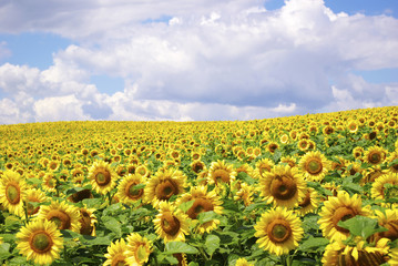 Obraz premium sunflower