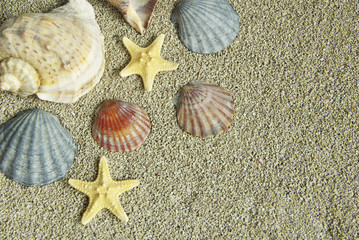 Fototapeta na wymiar shells
