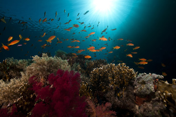 Obraz na płótnie Canvas Tropical underwater life in the Red Sea.