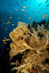 Fototapeta na wymiar Sea fan and tropical underwater life in the Red Sea.