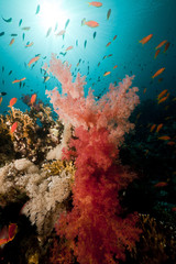 Obraz na płótnie Canvas Tropical underwater life in the Red Sea.