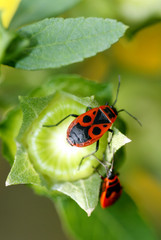 bugs and summer