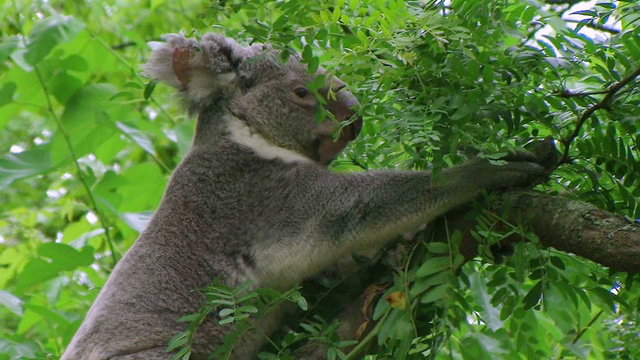 Koala Bear Climbing