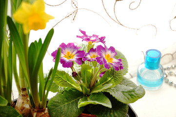 Fototapeta na wymiar Spring flower primula on window display
