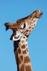 girafe