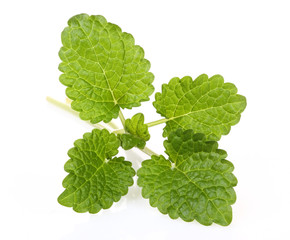 lemon balm isolated on white background