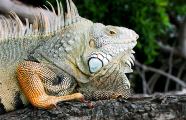 iguana adulta tomando sol sobre un árbol