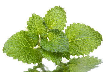 lemon balm isolated on white background