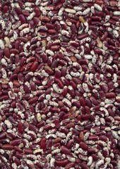 purple and white bean seeds