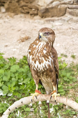 Hunting birds - eagle.
