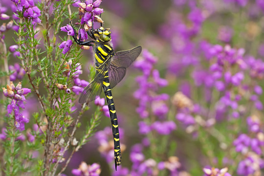 Golden Ringed Dragonfly