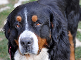 chien bouvier bernois gueule de face