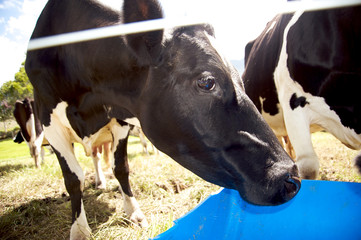 Close-up of cow looking at the camera