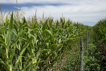 Sweet corn plantations