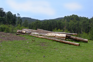 Fototapeta na wymiar Timber
