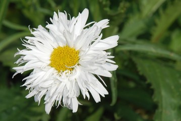 Fototapeta premium White daisy