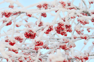 The branches of ashberry under snow like sweeties