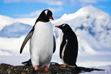 Crédence de cuisine en verre imprimé Pingouin pingouins rêvant sur un rocher