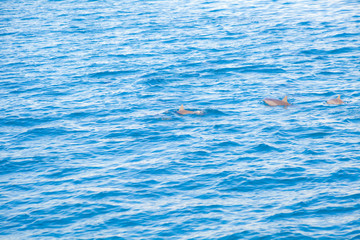 Precious Dolphins © nakedking