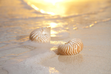 two nautilus shells in the sea , sunrise, very very soft warm ov