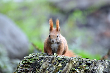 Eichhörnchen
