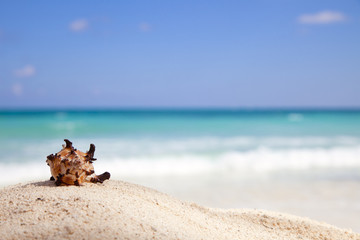 Fototapeta na wymiar Murex Endivia sea shell on a beach