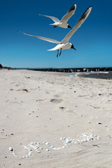 OSN7 © refresh(PIX)