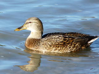 Stockente auf der Isar