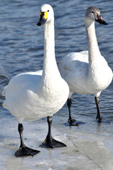 白鳥の親子