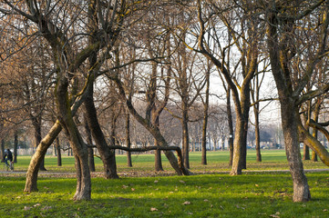Obraz premium winter green park with trees, dry leaves