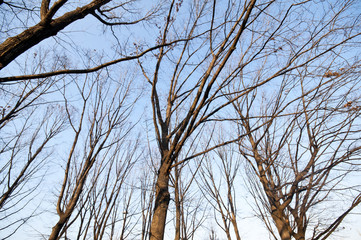 winter green park with trees, dry leaves
