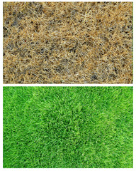 dry and green grass