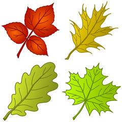 Leaves of plants, set