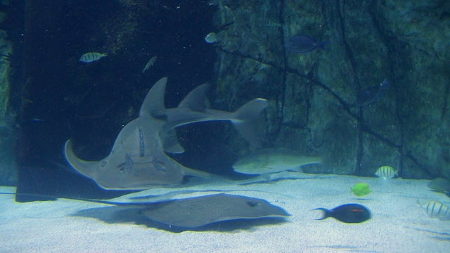 Shark Ray Swimming 02