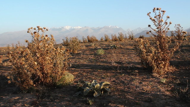 The landscape with prickly plant.