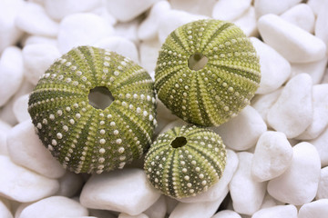 Sea urchin shells on pebbles