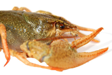 lobster