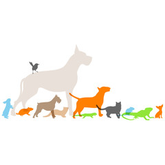 nouveaux animaux de compagnie