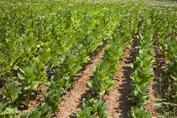 Cultivated Tobacco