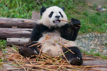 Crédence de cuisine en verre imprimé Panda Panda géant posant pour la caméra et mangeant du bambou
