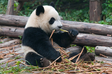 Obraz na płótnie Canvas Panda jedzenie bambusa