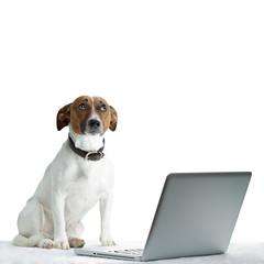 Hund überlegt vor LAPTOP