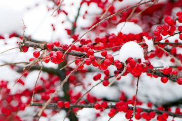 Berries of sea-buckthorn are in winter after a snow-fall