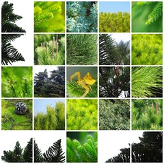 MOSAICO CON&Iacute;FERAS