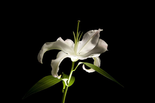 White lily flower in back white light. Black background for the inscription without people.
