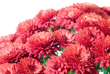 chrysanthemum