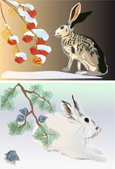 two illustrations with winter rabbits