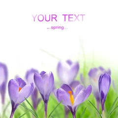 Photo sur Plexiglas Crocus Beautiful spring flowers